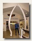 Whale jawbone IMG_4683